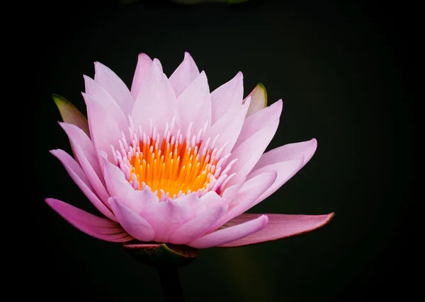 Lila Lotus. — Stockfoto