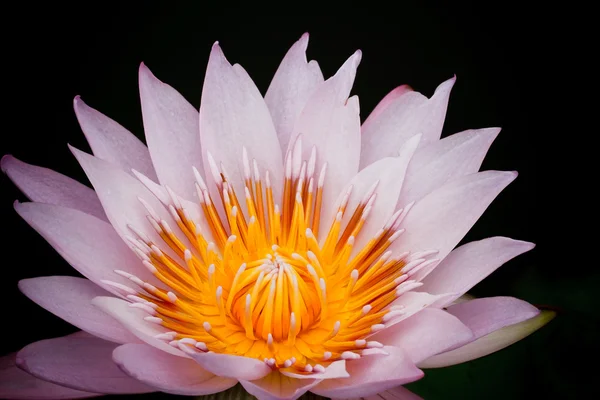 Lotus pourpre . — Photo