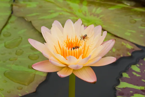 Geel water lily — Stockfoto