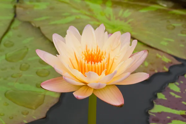 Geel water lily — Stockfoto