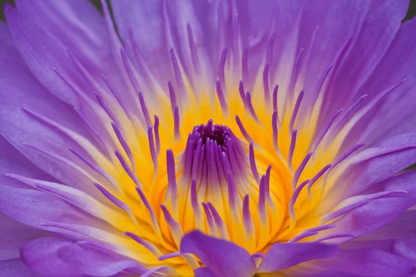 Purple lotus. — Stockfoto