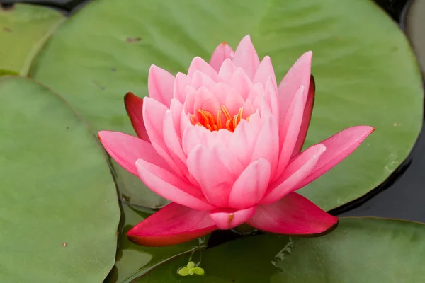 Roze water lily — Stockfoto