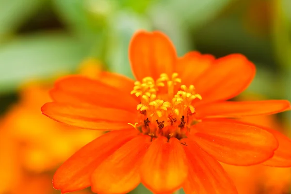 Zinnia flower in the garden — Stock Photo, Image