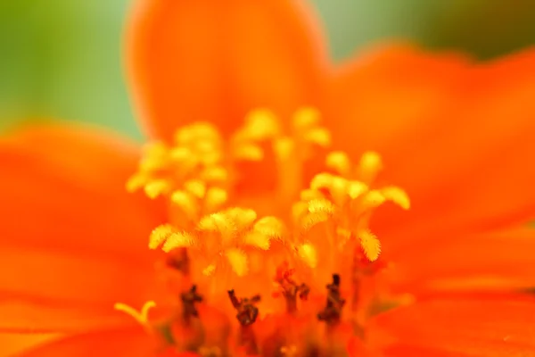 Zinnia blomma i trädgården — Stockfoto