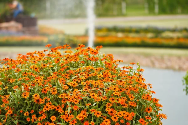 Bunga Zinnia di taman — Stok Foto