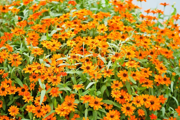 Zinková květina v zahradě — Stock fotografie