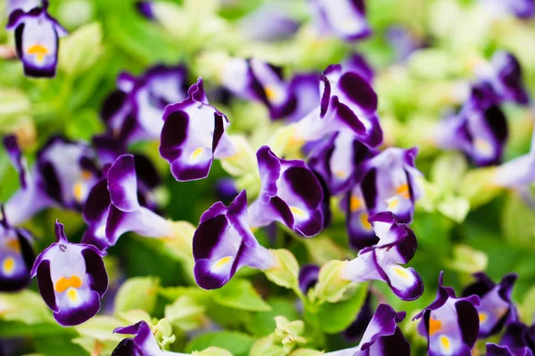 Querlenker-Blume — Stockfoto