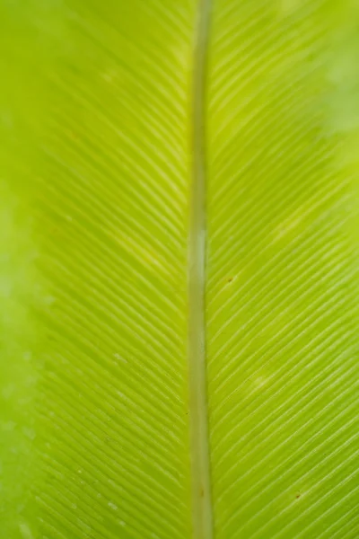 Palm leaf. — Stock Photo, Image