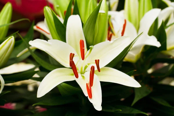 Πανέμορφο λευκό Κρινάκι λουλούδια — Φωτογραφία Αρχείου
