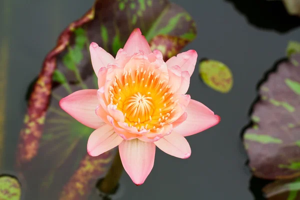 Rosa Seerose — Stockfoto