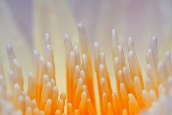 Lirio de agua amarillo —  Fotos de Stock