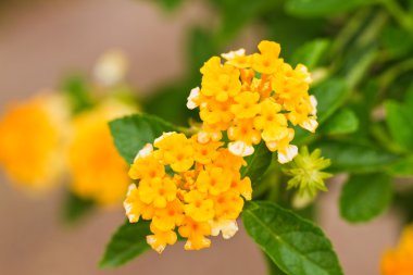 Verbena bloemen