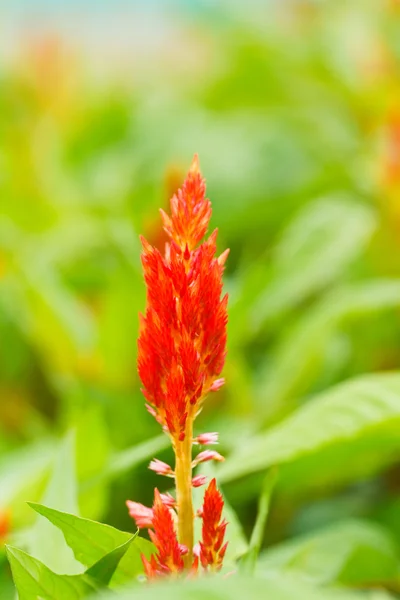Flor de celósia vermelha plumped — Fotografia de Stock