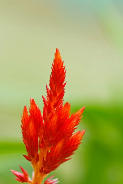 Red plumped celosia flower — Stock Photo, Image