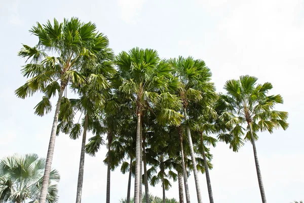 Palmträd — Stockfoto