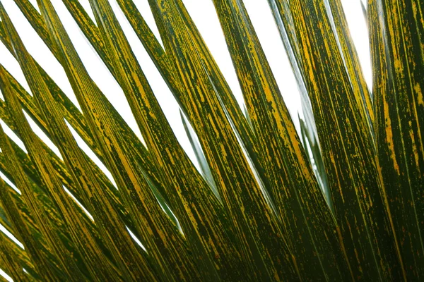 Folha de palma . — Fotografia de Stock