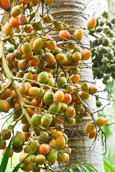 Mogen BETELNÖT eller är-ca palm mutter på träd — Stockfoto