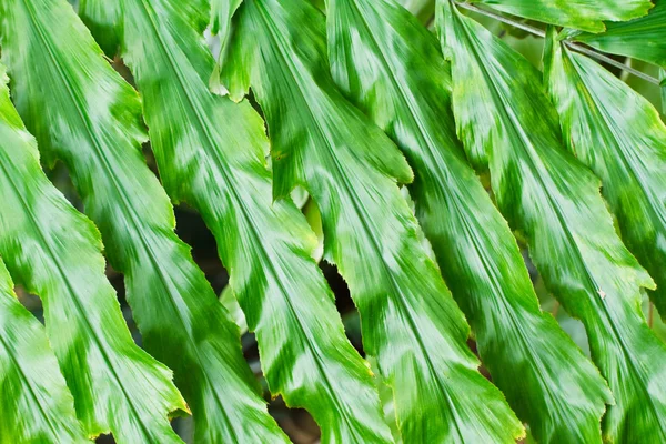 Palm leaf. — Stock Photo, Image