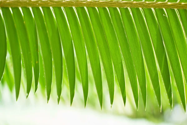 Palm leaf. — Stock Photo, Image