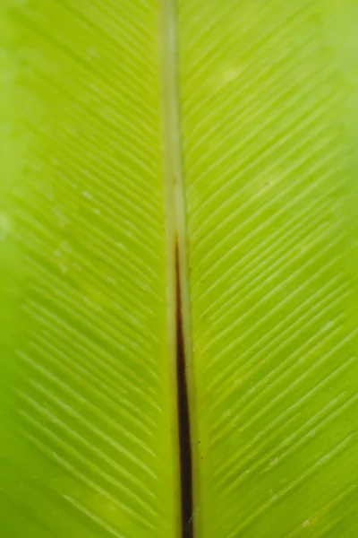 Palm leaf. — Stock Photo, Image