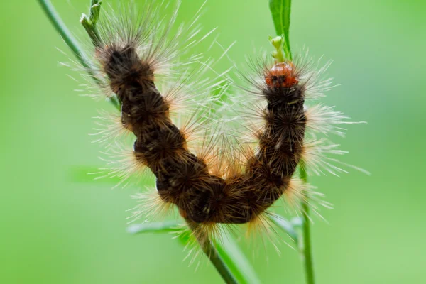 Caterpillar on grass. — Stock Photo, Image
