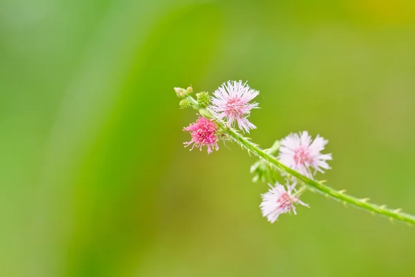 Flores de Mimosa . — Foto de Stock