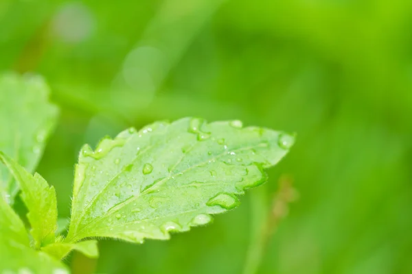 Morgentau auf frischem Blatt. — Stockfoto