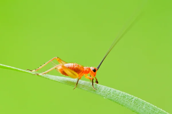 Grasshopper — Stock Photo, Image