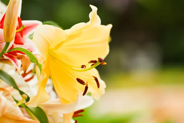 Giglio giallo — Foto Stock