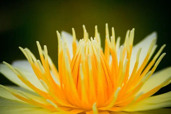 Yellow water lily — Zdjęcie stockowe