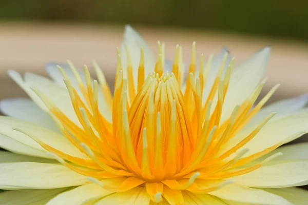 Lírio de água amarela — Fotografia de Stock