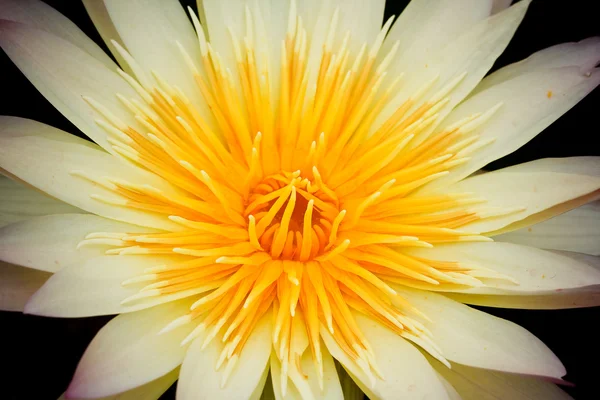 Yellow water lily — Stock Photo, Image