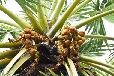 Asya palmyra palm