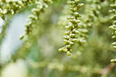 érett bétel dió vagy vannak-ca dió pálmafa fa