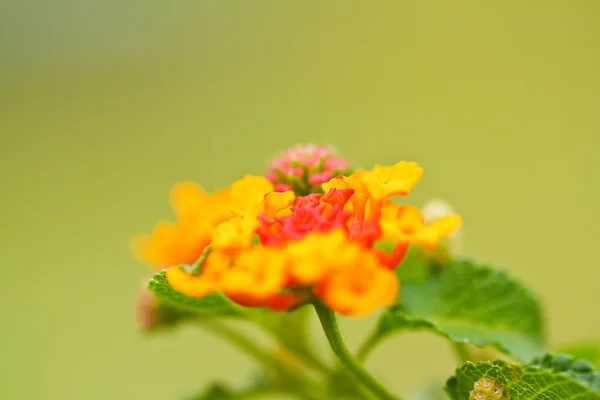 Verbenas flores — Fotografia de Stock