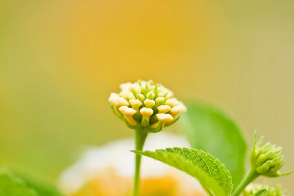 Verbenas blommor — Stockfoto