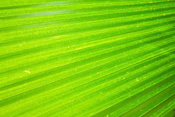 Folha de palma . — Fotografia de Stock