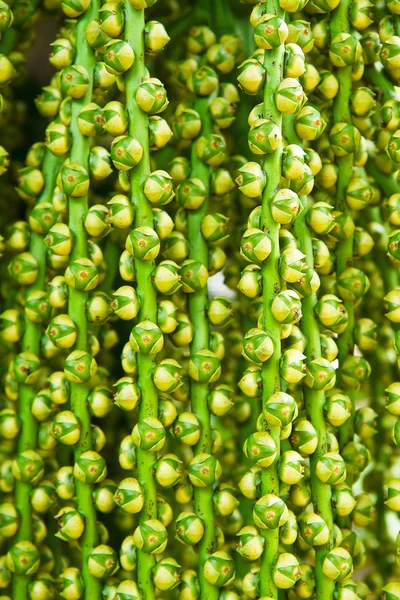 Noz de Betel madura ou palma de noz são-ca na árvore — Fotografia de Stock