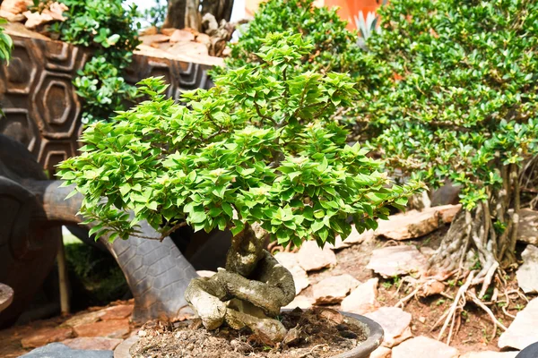 Grüner Bonsai-Baum isoliert auf weißem Hintergrund — Stockfoto