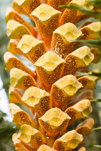 成熟的槟榔或有 ca 螺母棕榈树上 — Stockfoto
