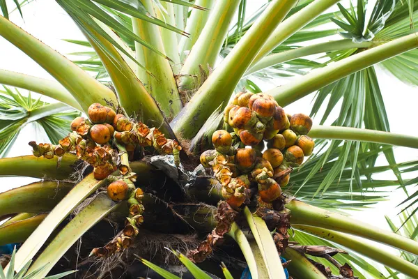 Asian Palmyra palm — Stock Photo, Image