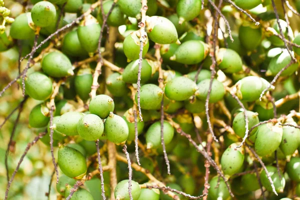 Nuez de betel madura o son-ca nuez palmera en el árbol —  Fotos de Stock