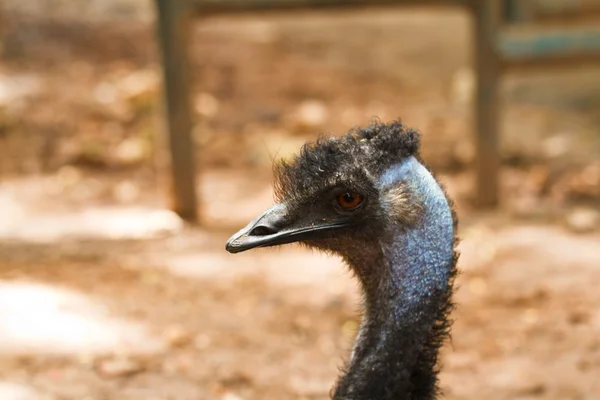Chefe de um emu — Fotografia de Stock