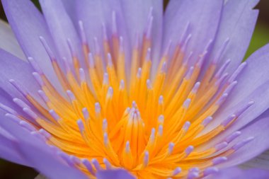 mor lotus.