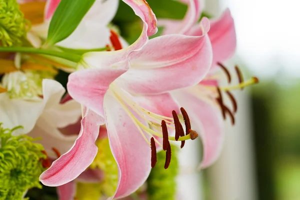 Roze lily bloem — Stockfoto