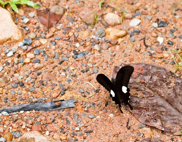 Mariposa en pang sida parque nacional tailandia — Foto de Stock