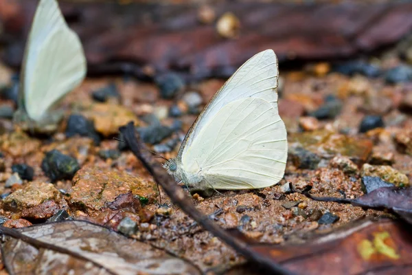 Motyl w pang sida park narodowy Tajlandia — Zdjęcie stockowe