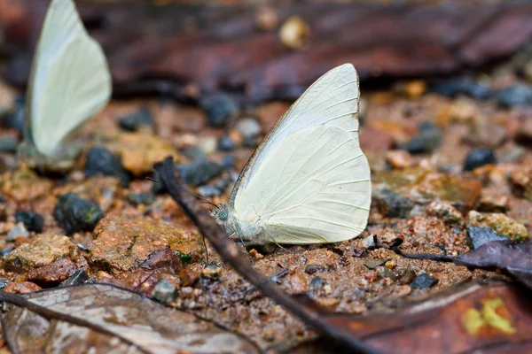 Farfalla nel pang sida parco nazionale della Thailandia — Foto Stock