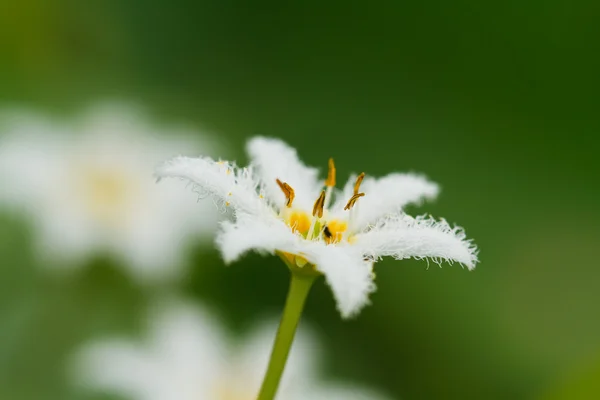 Bílý lotos. — Stock fotografie