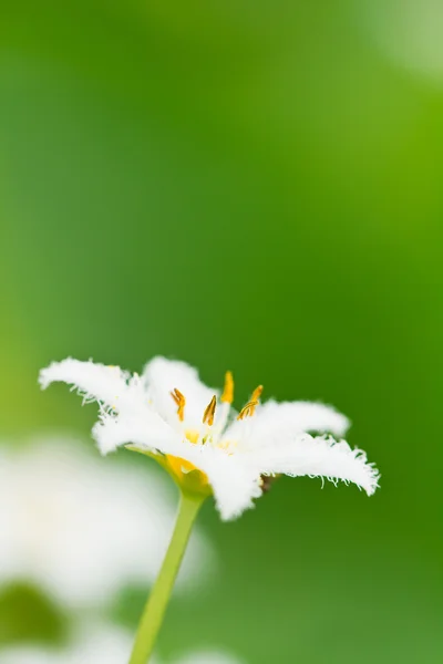 Witte lotus. — Stockfoto